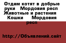 Отдам котят в добрые руки - Мордовия респ. Животные и растения » Кошки   . Мордовия респ.